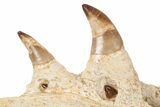 Mosasaur Jaw Section with Four Teeth - Morocco #189997-3